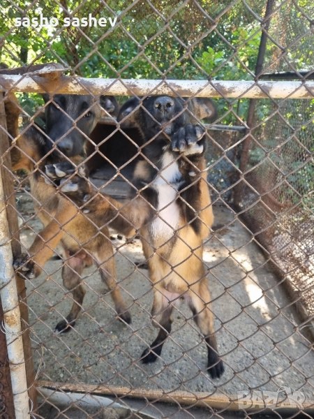 Продавам белгийски овчарки, снимка 1