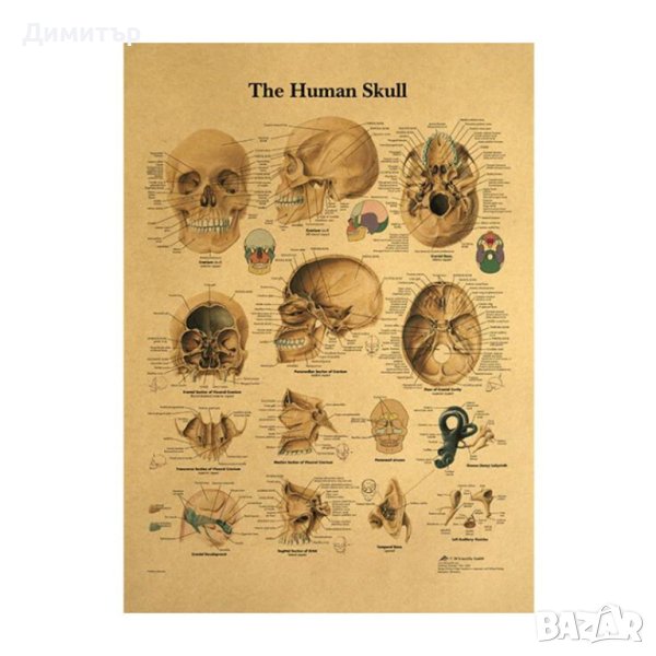 Постер постери плакат Череп 42/29см., снимка 1