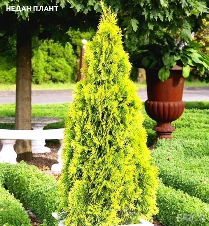 Златиста пирамидална туя, снимка 1