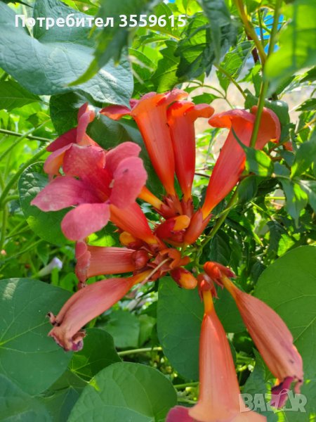 Семена на красиво градинско увивно растение Червена Текома, снимка 1