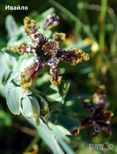 Ferraria crispa - Ферария криспа, снимка 1