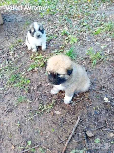 Продавам Каракачанки., снимка 1