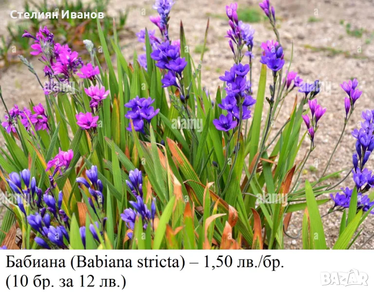 Бабиана микс (Babiana stricta) - луковички, снимка 1