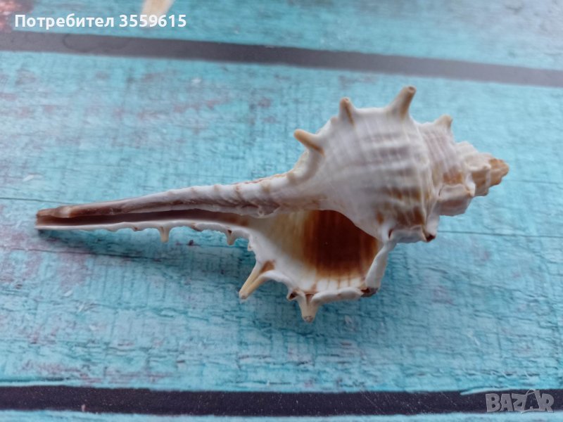 морска раковина от Хавайските острови с дълъг шип, снимка 1