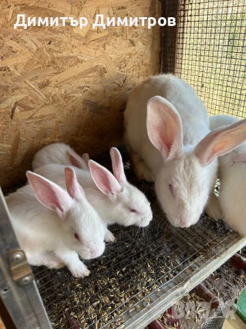 Зайци за месо и разплод, снимка 15 - Други - 50191126