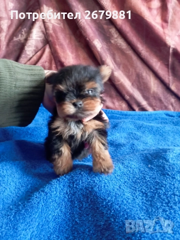 Мони йорки - момичета, снимка 6 - Йоркширски териер - 53922758