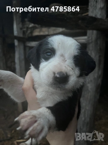 Подаряваме кученца, снимка 3 - Други - 54070711