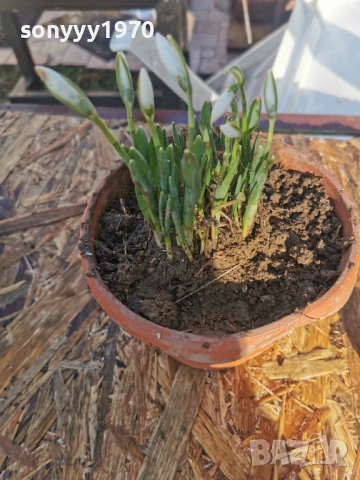 ЕКО КОКИЧЕ-ДОМАШНО 3001261607, снимка 8 - Градински цветя и растения - 53285139