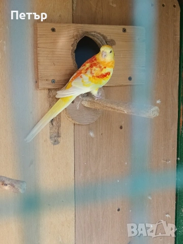 мъжки поен папагал на две години. 