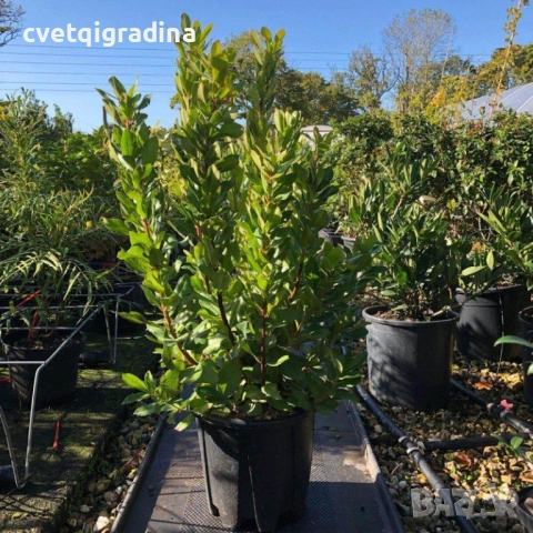 Arbutus unedo – Ягодово дърво