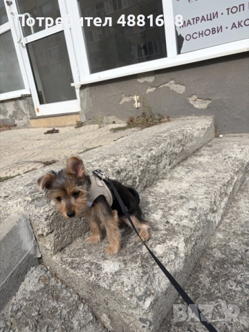 Продавам йоркширски териер, снимка 5 - Йоркширски териер - 56120679