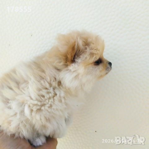 Мини Померани!!!, снимка 5 - Померан - 54303915