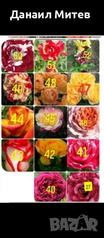 промоция рози гол корен, снимка 3 - Градински цветя и растения - 53195839