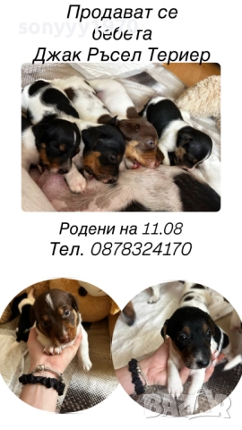ДЖАК РЪСЕЛ БЕБЕТА 1210251006, снимка 11 - Джак ръсел териер - 52024674