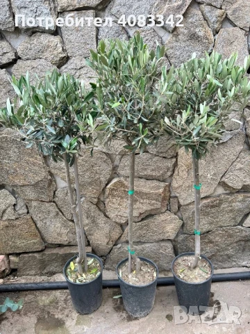 Маслиново дръвче