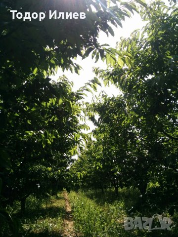 Под наем - черешова градина 4 дка между Крумово и Ягодово, снимка 2 - Земеделска земя - 44348253