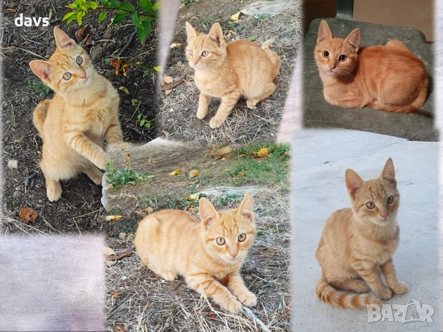 Малки котета – различни шарки, снимка 18 - Други - 51939189