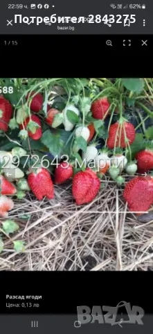 Продавам разсад ягоди , снимка 7 - Сортови семена и луковици - 49800193