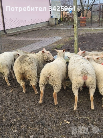 продавам шилета,овце, снимка 3 - Овце - 53081961