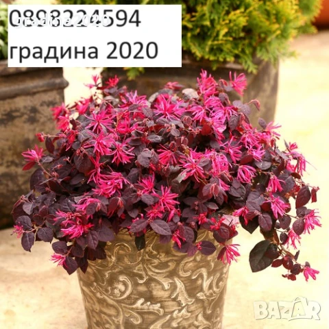 Лоропеталум/ Loropetalum - червен