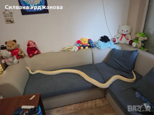 Бирмански питон. , снимка 2 - Други животни - 56329750