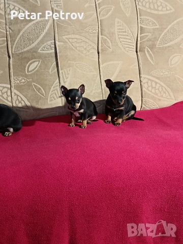 Пинчер мини , снимка 8 - Пинчер - 54250630