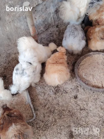 Продавам яйца за лупене. , снимка 3 - други­ - 56061732