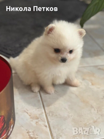 Померан мини , снимка 5 - Померан - 52597630