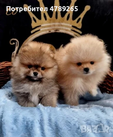 Померан Джудже с Родословие , снимка 9 - Померан - 54125324