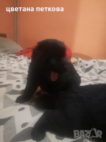 Немска овчарка и голдън ретривър 