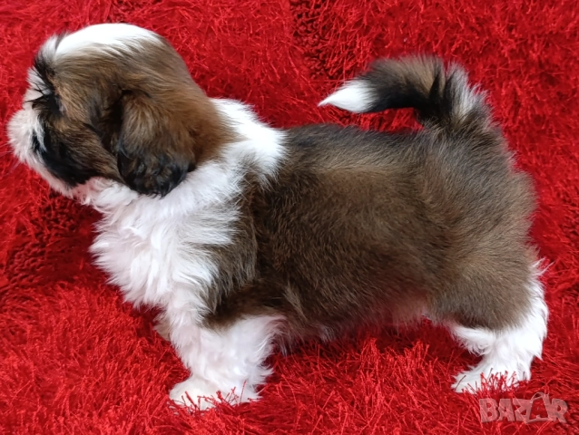 Кученца Ши Тцу /SHIH TZU FCI pedigree , снимка 14 - Ши Тцу - 52464119