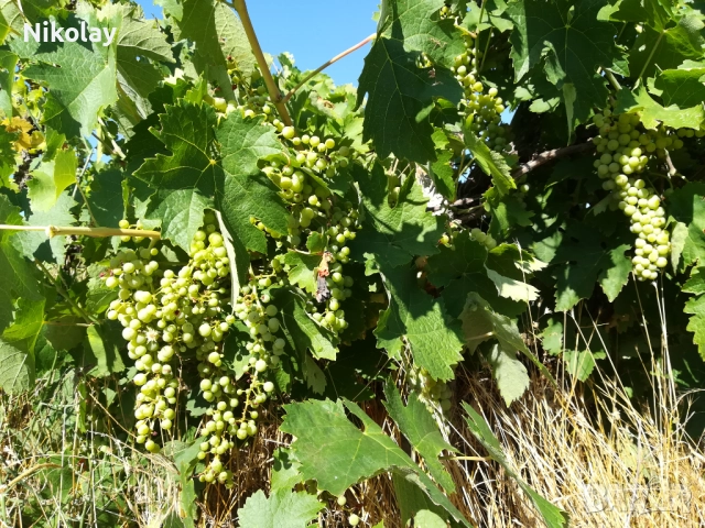 Лозе в близост до гр. Шивачево, снимка 3 - Земеделска земя - 50795757