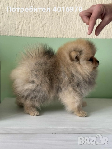 Померан момиче с Родословие , снимка 3 - Померан - 45891499