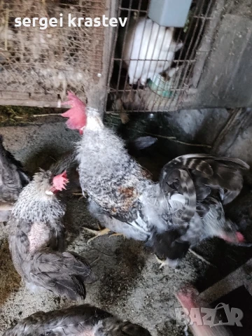 млади домашни петли , снимка 3 - други­ - 47610041