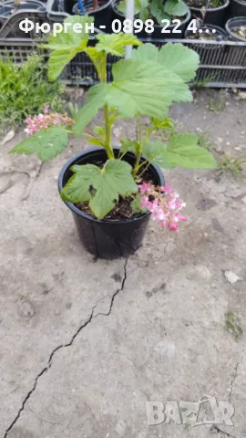 Касис - Разсад , снимка 14 - Разсади - 37551919