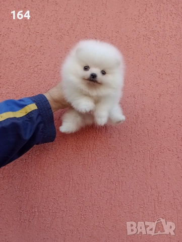 Чисто бяло момченце. Померан. Реални снимки!, снимка 4 - Померан - 52655911