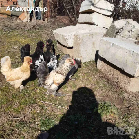 Струмски Бантам, снимка 2 - други­ - 49025276