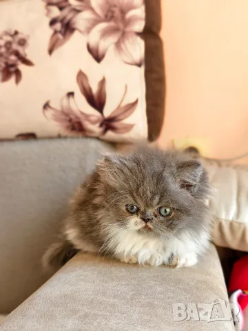 Персийски котенца, снимка 6 - Персийска - 56360279