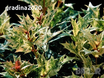 Османтус 'Goshiki', снимка 5 - Разсади - 53102822