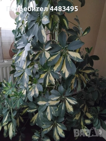 Шефлера , снимка 2 - Стайни растения - 53277235
