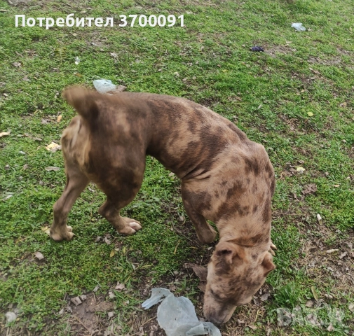 питбул, снимка 3 - Питбул - 52750294