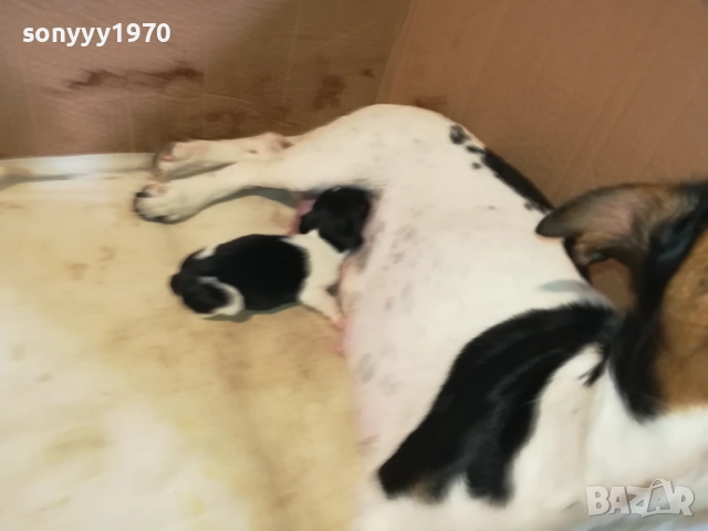 ДЖАК РЪСЕЛ БЕБЕТА-УНИКАЛНИ СЛАДУРИ 2908251855, снимка 17 - Джак ръсел териер - 51536957