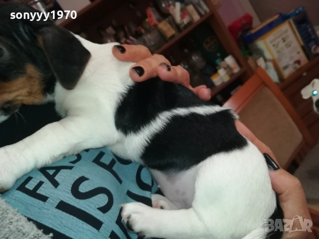 ЖЕНСКО КУТРЕ-ДЖАК РЪСЕЛ НА 40 ДЕНА 2909251558, снимка 7 - Джак ръсел териер - 51879256