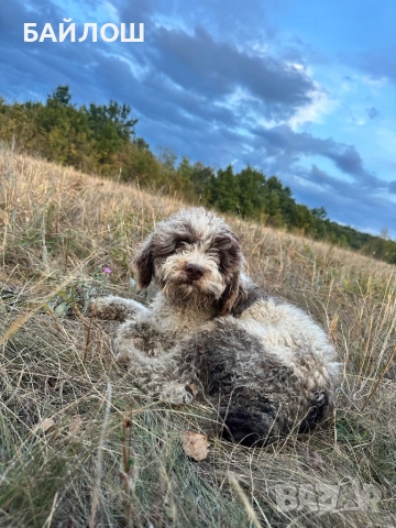 Работещи кучета за трюфели 