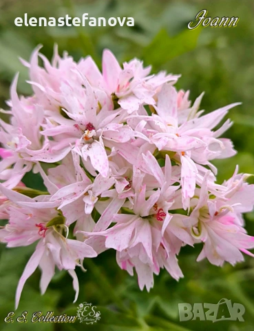 Три големи сортови мушката, растения-майки, снимка 3 - Стайни растения - 54020513