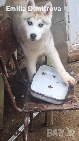 продавам кучета хъскита и Аляски , снимка 4 - Други - 54264962