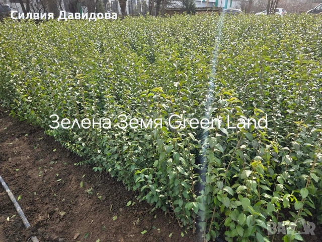 Лигуструм на корен, снимка 10 - Градински цветя и растения - 52515719