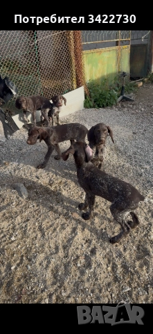 курцхаар и дратхар, снимка 4 - Курцхаар - 52837708