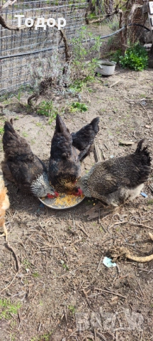Продавам си кокошките, снимка 6 - Кокошки и пуйки - 54182536