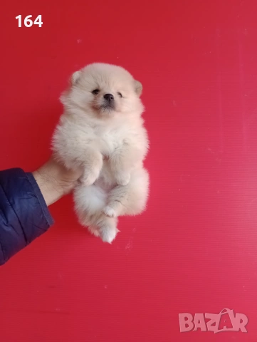 Мъжки и женски Померани. Реални снимки от 12.01.26 г. Померан., снимка 5 - Померан - 53040595